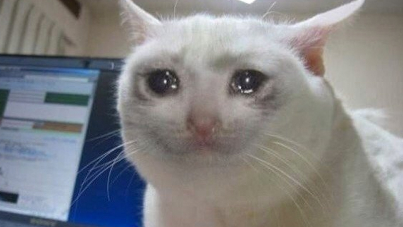 Imagem de reação do gato de olhos lacrimejantes
