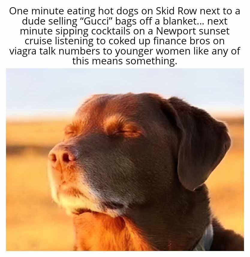 Elderly dog in warm sunset light bracing for the inevitable