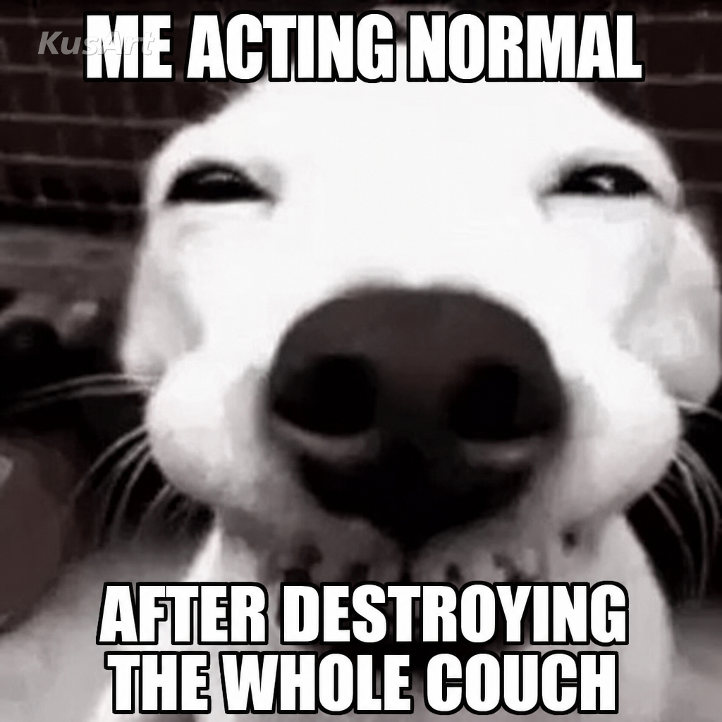 Lustiges Hunde-Meme mit Text darüber, das ganze Sofa zerlegt und sich ahnungslos gestellt zu haben