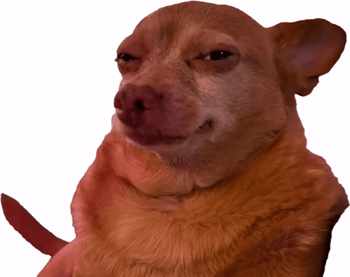 Beispiel eines lustigen Hunde-Memes, das einen schuldbewusst wirkenden Hund mit einem verlegenen Blick nach oben zeigt