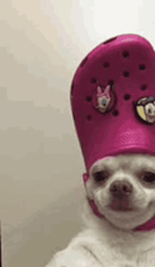Beispiel eines lustigen Hunde-Memes, ein kleiner Hund wirft einen ausdruckslosen, genervten Seitenblick