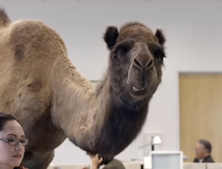 水曜日のハンプデーのリアクション用にニカッと笑う Geico のラクダのクローズアップ