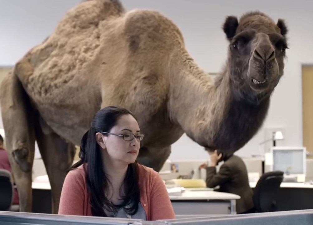 ハンプデーにオフィスのキュービクルを練り歩く Geico のラクダ