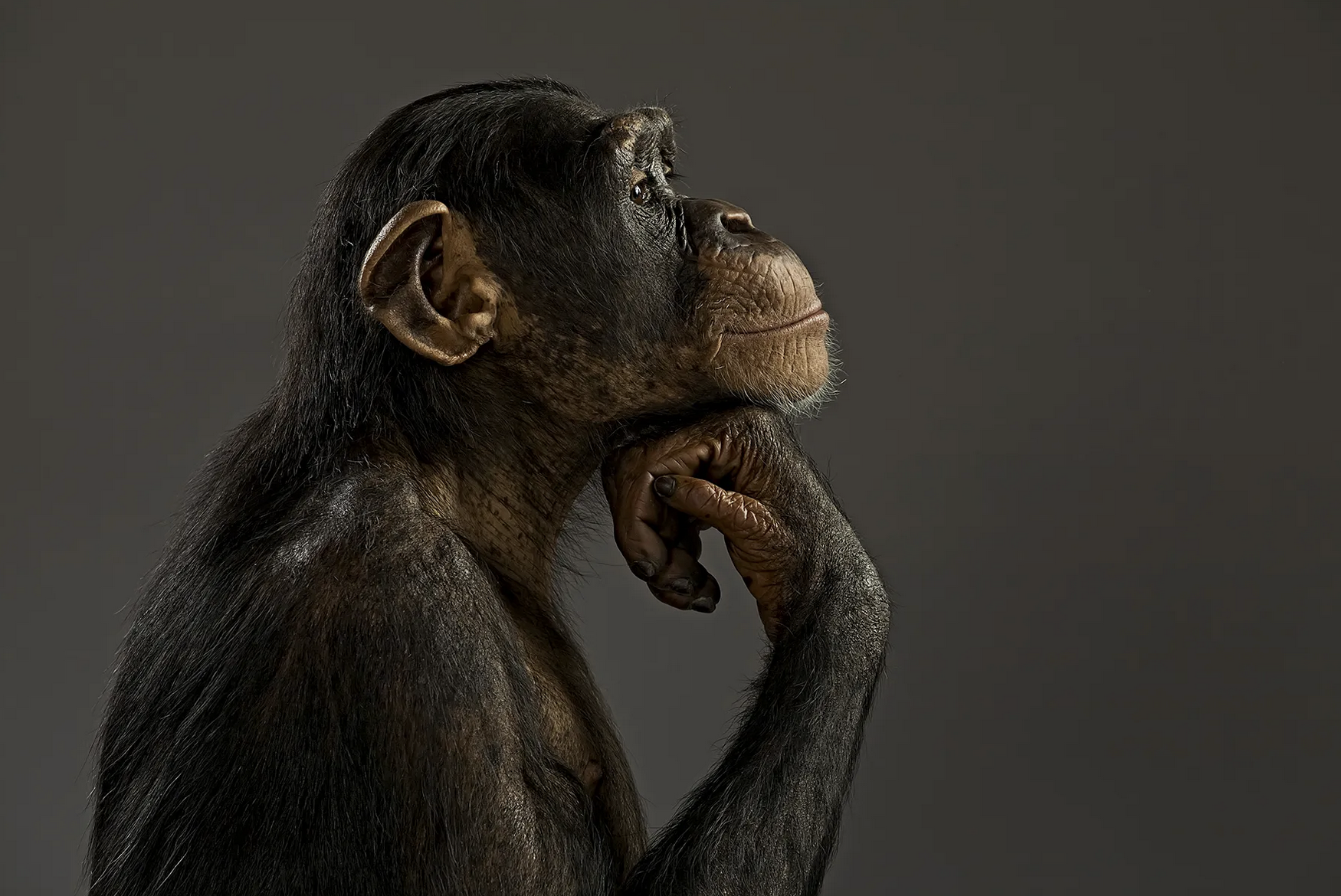 Stockfoto des nachdenklichen Schimpansen, der zur ruhigen Hälfte des Affe-Löwe-Memes wurde