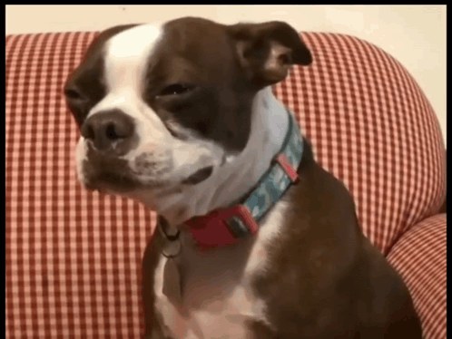 悲しい犬のリアクション画像として使われる涙目の犬のクローズアップ
