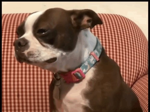 メロドラマ級の失意マクロとしてキャプションを付けた悲しい犬ミーム