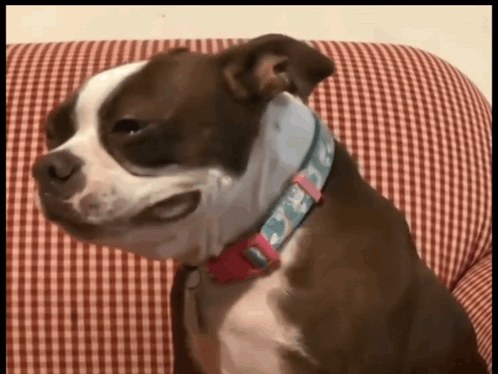悲しい犬のリアクション画像で耳をたらした哀れな犬