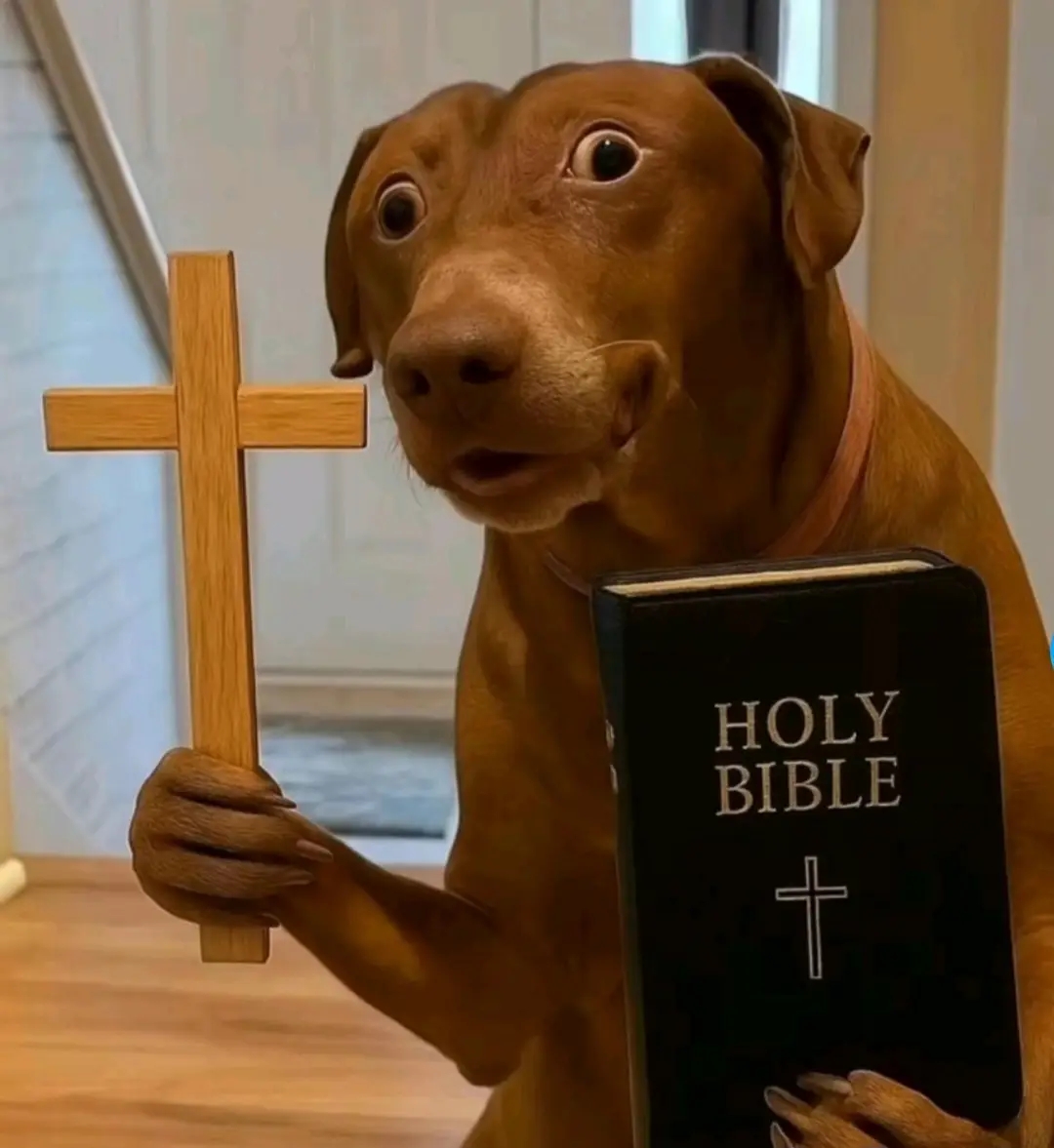 겁먹은 강아지 밈에서 눈을 크게 뜨고 겁에 질린 Belle the Dog 리액션