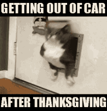 Thanksgiving-Meme einer rollenden Katze mit der Bildunterschrift « getting out of the car after thanksgiving »