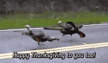 Thanksgiving-Meme von wilden Truthähnen mit der Bildunterschrift « Happy Thanksgiving to you too »