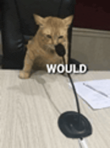 マイクの前の猫に would とキャプションした would ミームの例