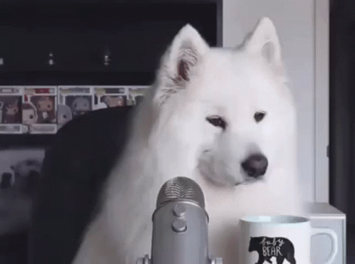 ポッドキャスト用マイクに身を寄せるふわふわの白い犬を見せる would ミームのバリエーション